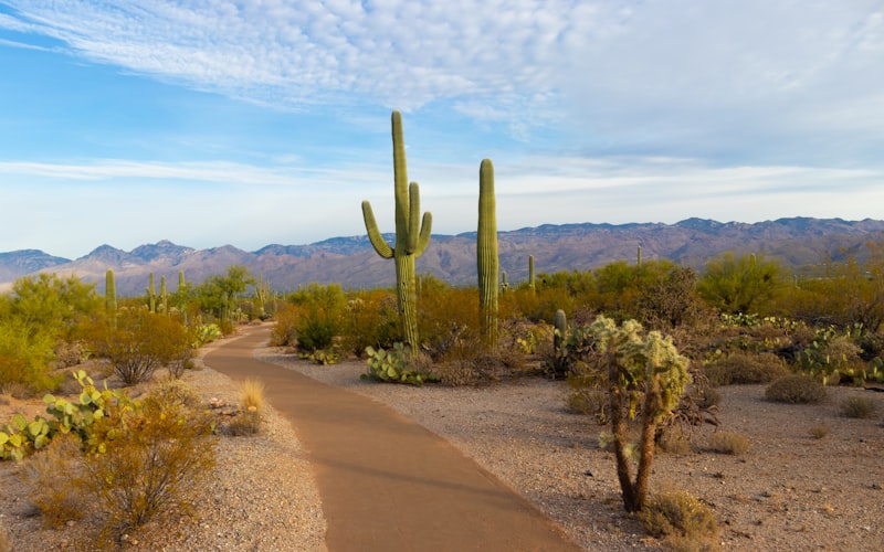 Tucson Art Scene: A Guide to the Old Pueblo's Galleries